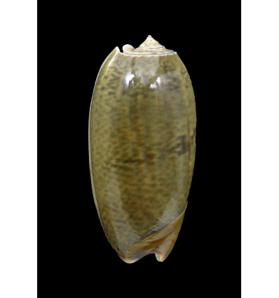 vidua albofasciata 57mm