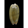vidua albofasciata 57mm