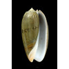 vidua albofasciata 57mm