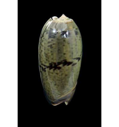 vidua albofasciata 53,0mm