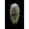 vidua albofasciata 53,0mm
