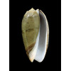 vidua albofasciata 53,0mm