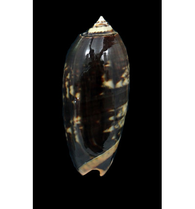 miniacea johnsoni 77,0mm
