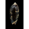 miniacea johnsoni 77,0mm