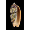 miniacea johnsoni 77,0mm