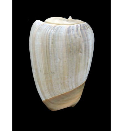 urceus 58,5mm