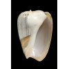 urceus 58,5mm