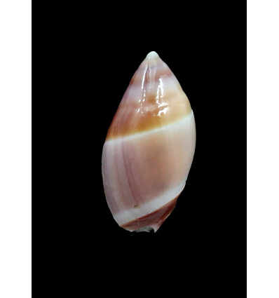 decipiens 26,5mm