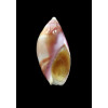 decipiens 26,5mm