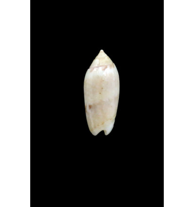 panniculata 20,0mm