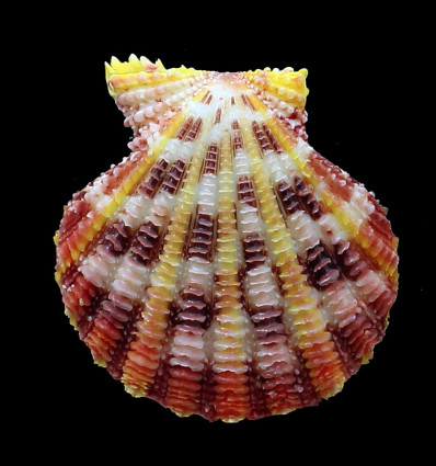 speciosum 58,0mm