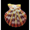 speciosum 58,0mm