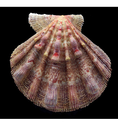 nodosus 83,0mm