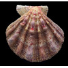 nodosus 83,0mm