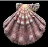 nodosus 83,0mm