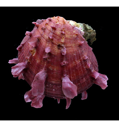 senegalensis 73,0mm SUPERB