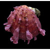 senegalensis 73,0mm SUPERB