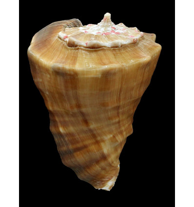 triangularis 77,0mm