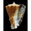 triangularis 77,0mm