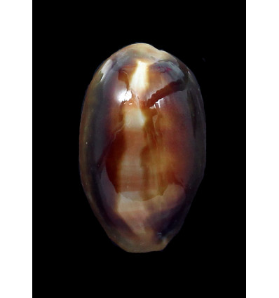 ventriculus 37,0mm DWARF