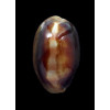 ventriculus 37,0mm DWARF