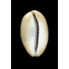 ventriculus 37,0mm DWARF