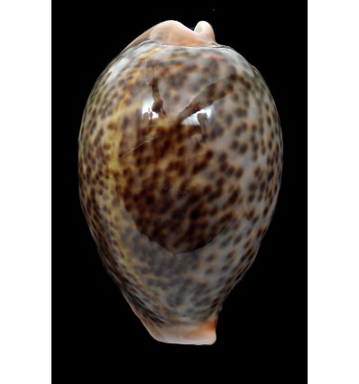 pantherina 84,0mm SUPERB