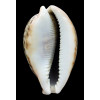 pantherina 84,0mm SUPERB