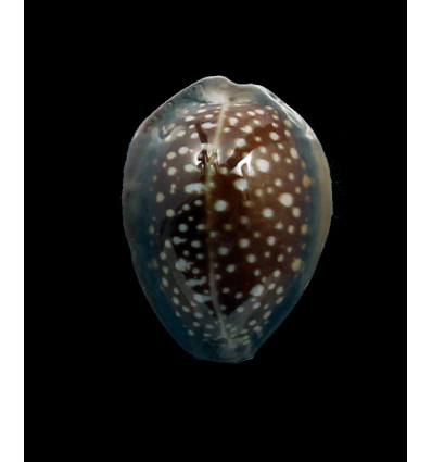englerti 24,0mm DARK