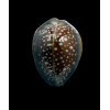 englerti 24,0mm DARK
