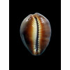 englerti 24,0mm DARK