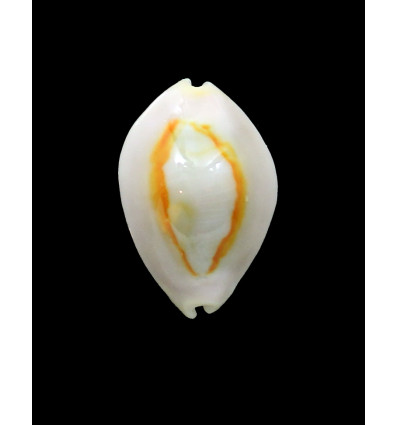 annulus 28,mm ROSTRATE
