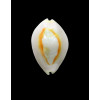 annulus 28,mm ROSTRATE