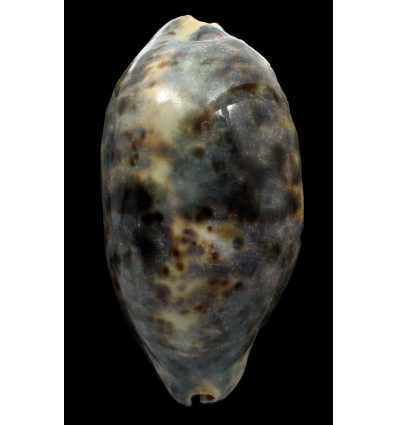 testudinaria 128,0mm
