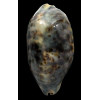 testudinaria 128,0mm