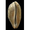 testudinaria 128,0mm