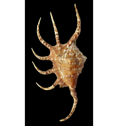pilsbri 220,0mm big