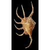 pilsbri 220,0mm big