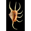 pilsbri 220,0mm big