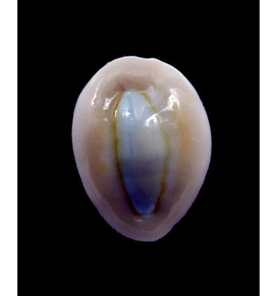 obvelata 24,0mm