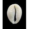 obvelata 24,0mm