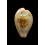 pyrum 43,0mm