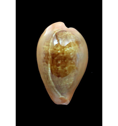 pyrum 43,0mm