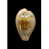 pyrum 43,0mm