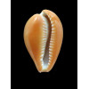 pyrum 43,0mm