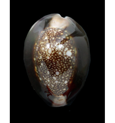 caputserpentis 43,3mm BIG