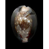 caputserpentis 43,3mm BIG