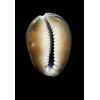 caputserpentis 43,3mm BIG
