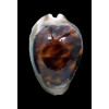 venusta episema 59,0mm