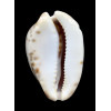 venusta episema 59,0mm